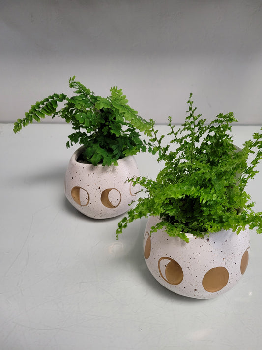 Fabulous Ferns!