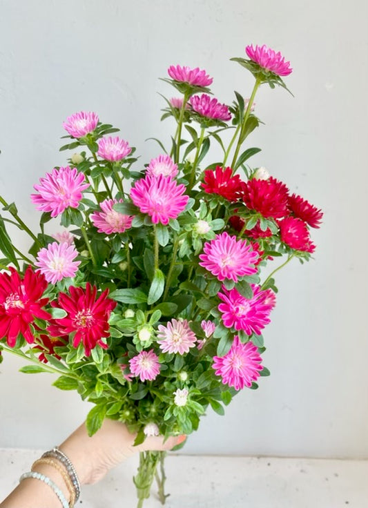 Asters