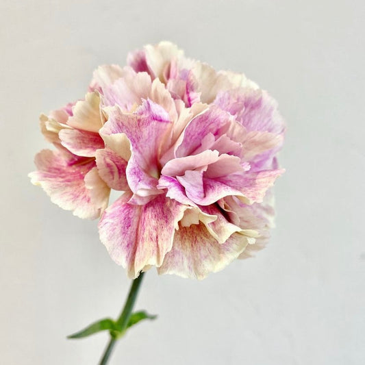 January’s Flowers - Snowdrops and Carnations