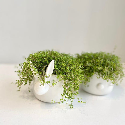 Get Easter-Ready With Us…