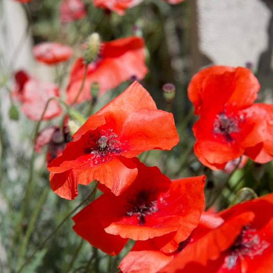 Remembrance Day