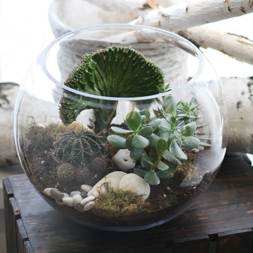 Terrarium Care: How To Care For Terrariums with Succulents, Cacti