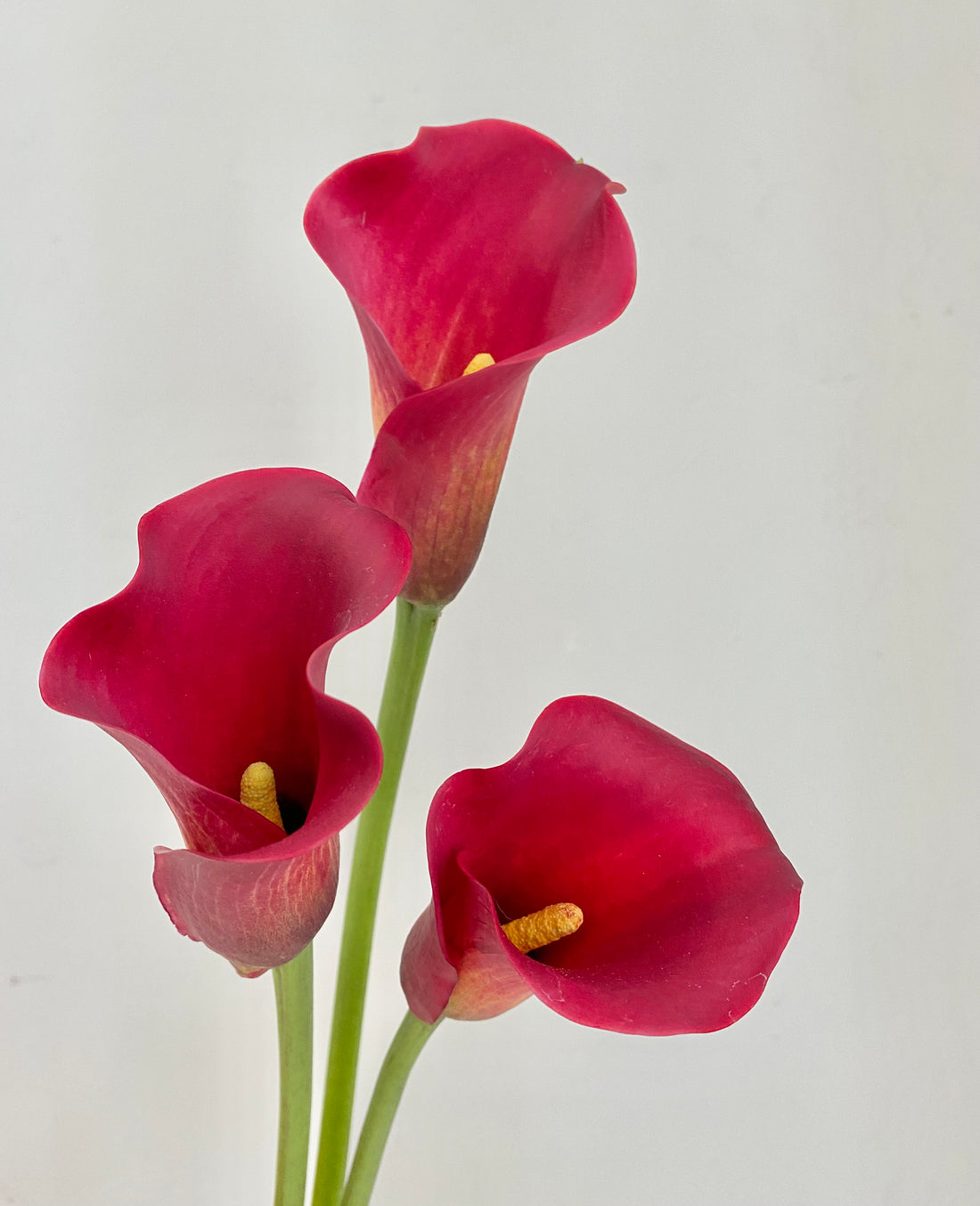 Calla Lily - The Lily That’s Not a Lily!