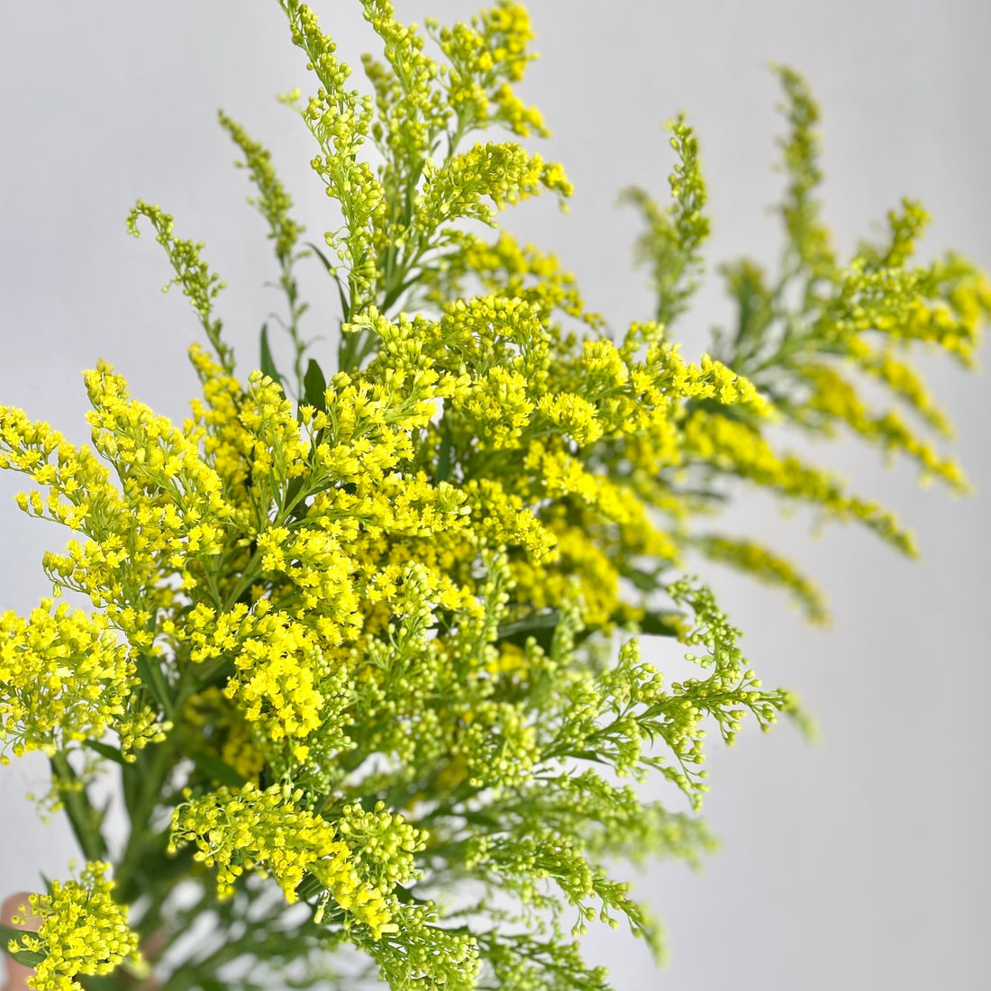 Your Nose Knows - Best and Worst Cut Flowers for Allergy Sufferers