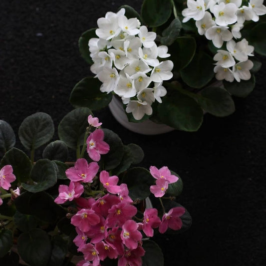 February’s Flowers - Violet and Primrose