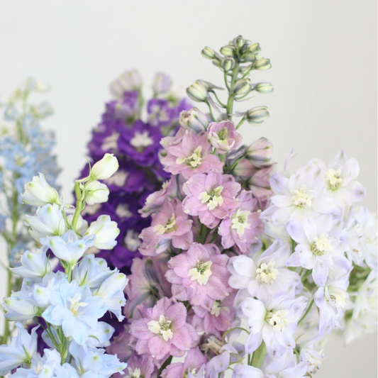 Delphinum - July's Flower