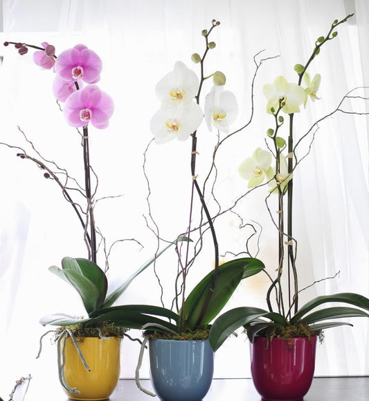 Phalaenopsis Orchid Care