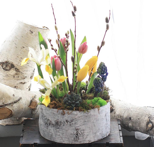 Spring Bulbs