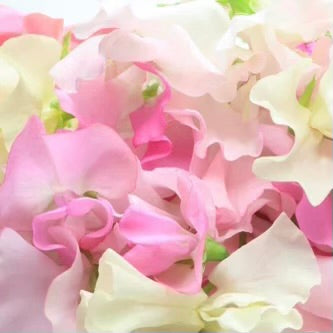 April Birth Flowers - The Daisy and The Sweet Pea