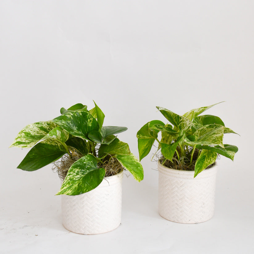 4" Pothos in Mint Pot
