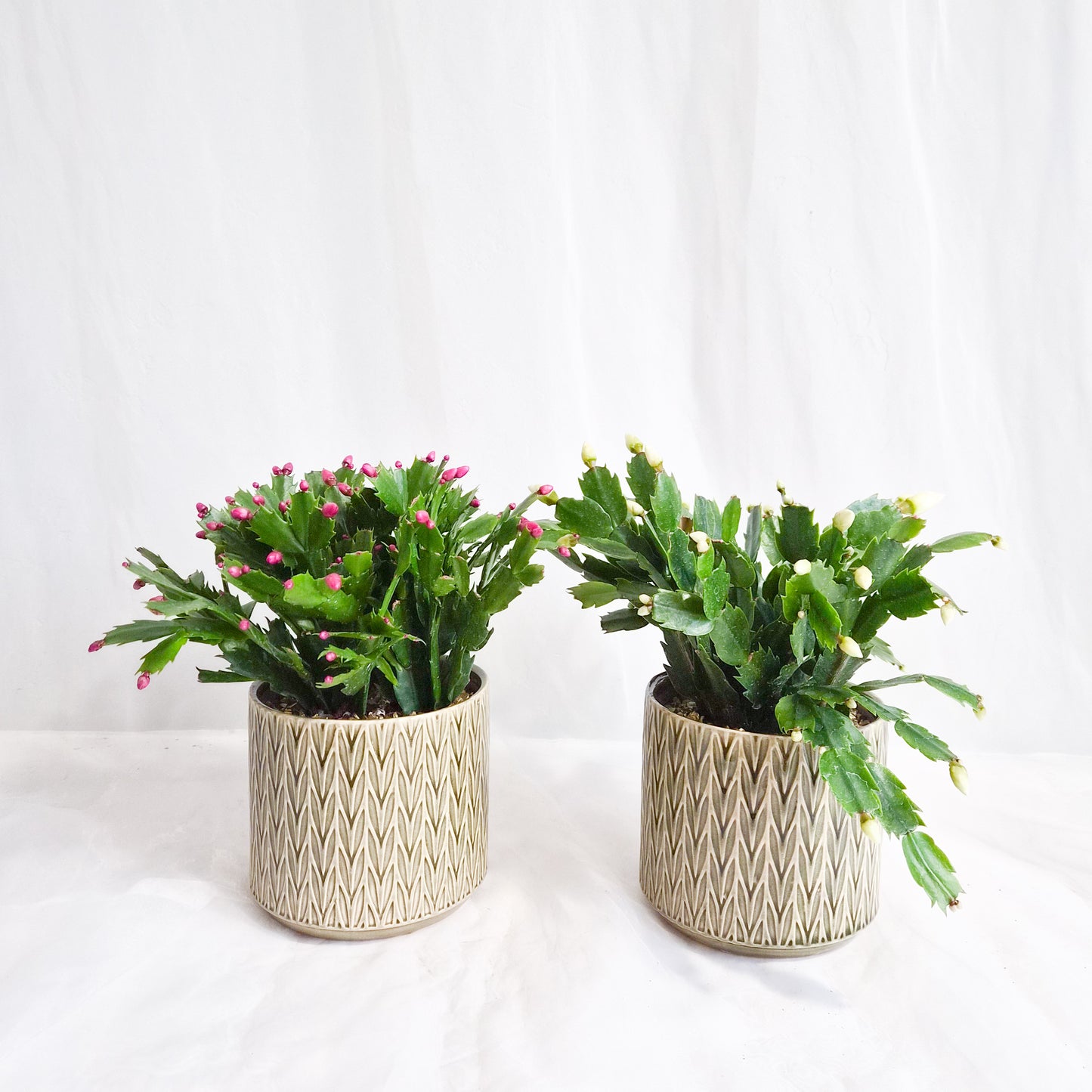 Christmas Cactus Assorted