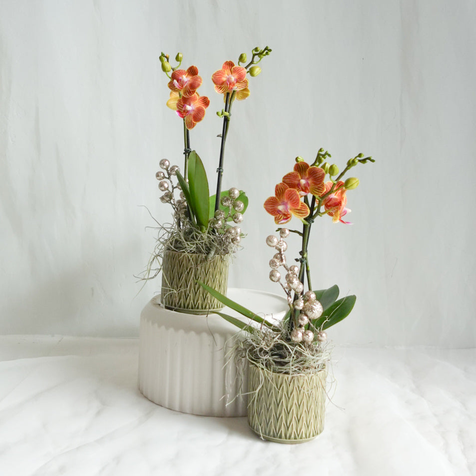 Festive Extra-Mini Orchid