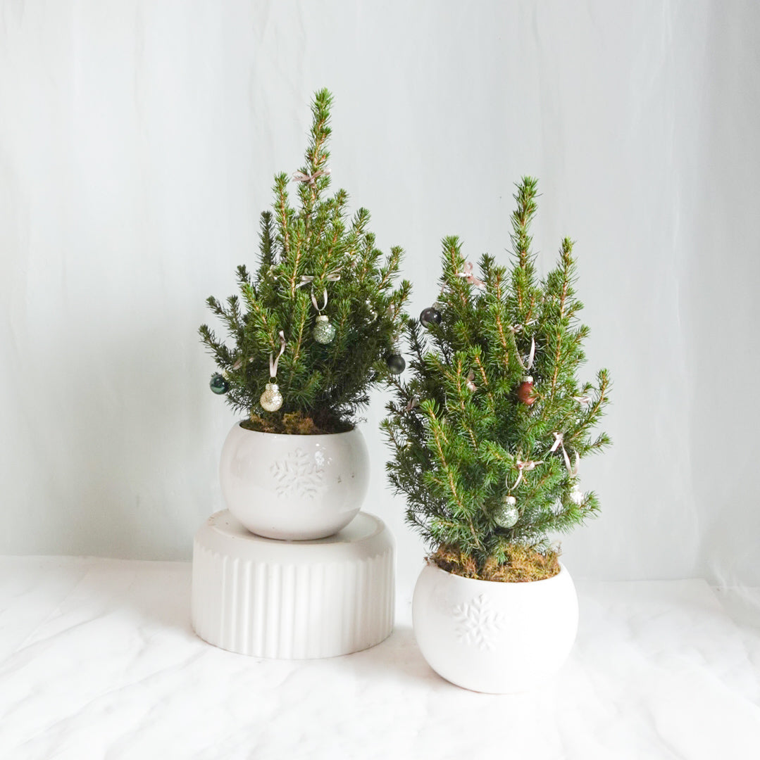 Winter White Alberta Spruce
