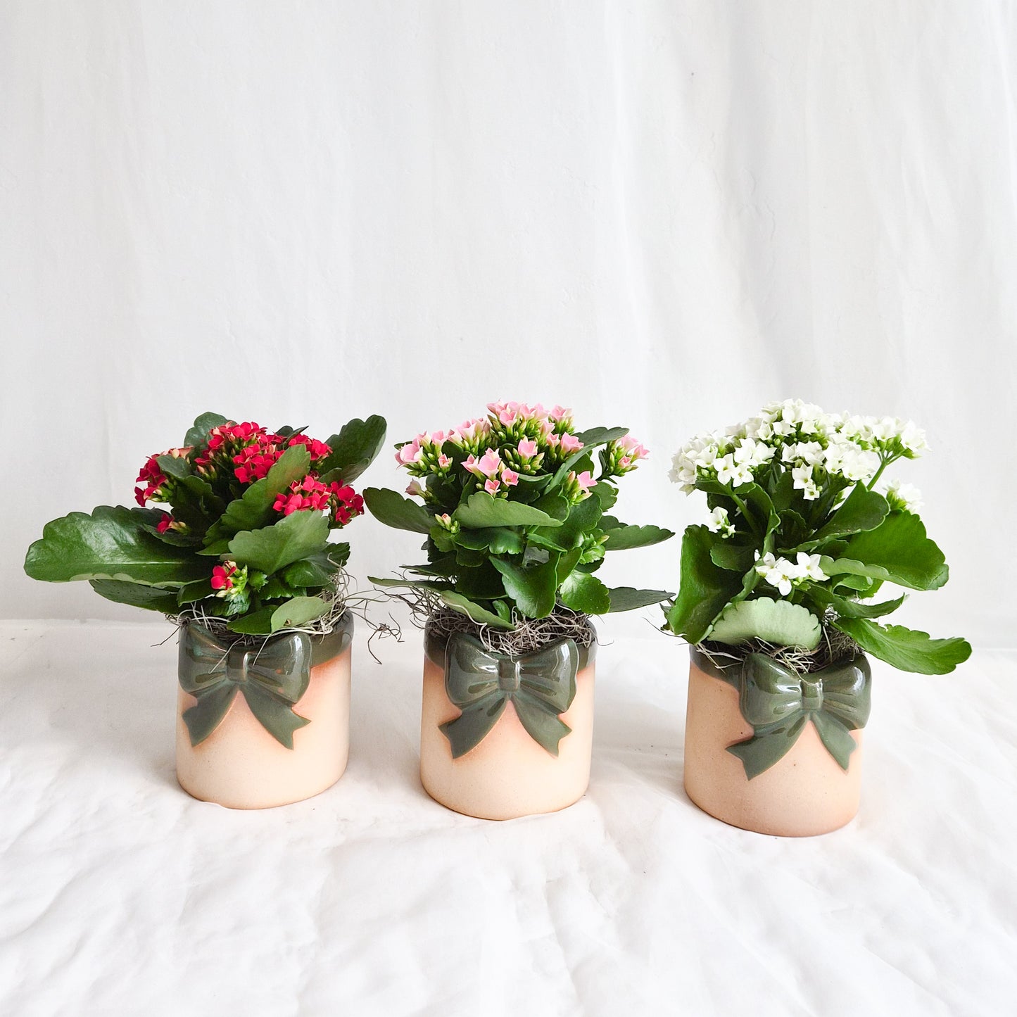 4" Festive Kalanchoe