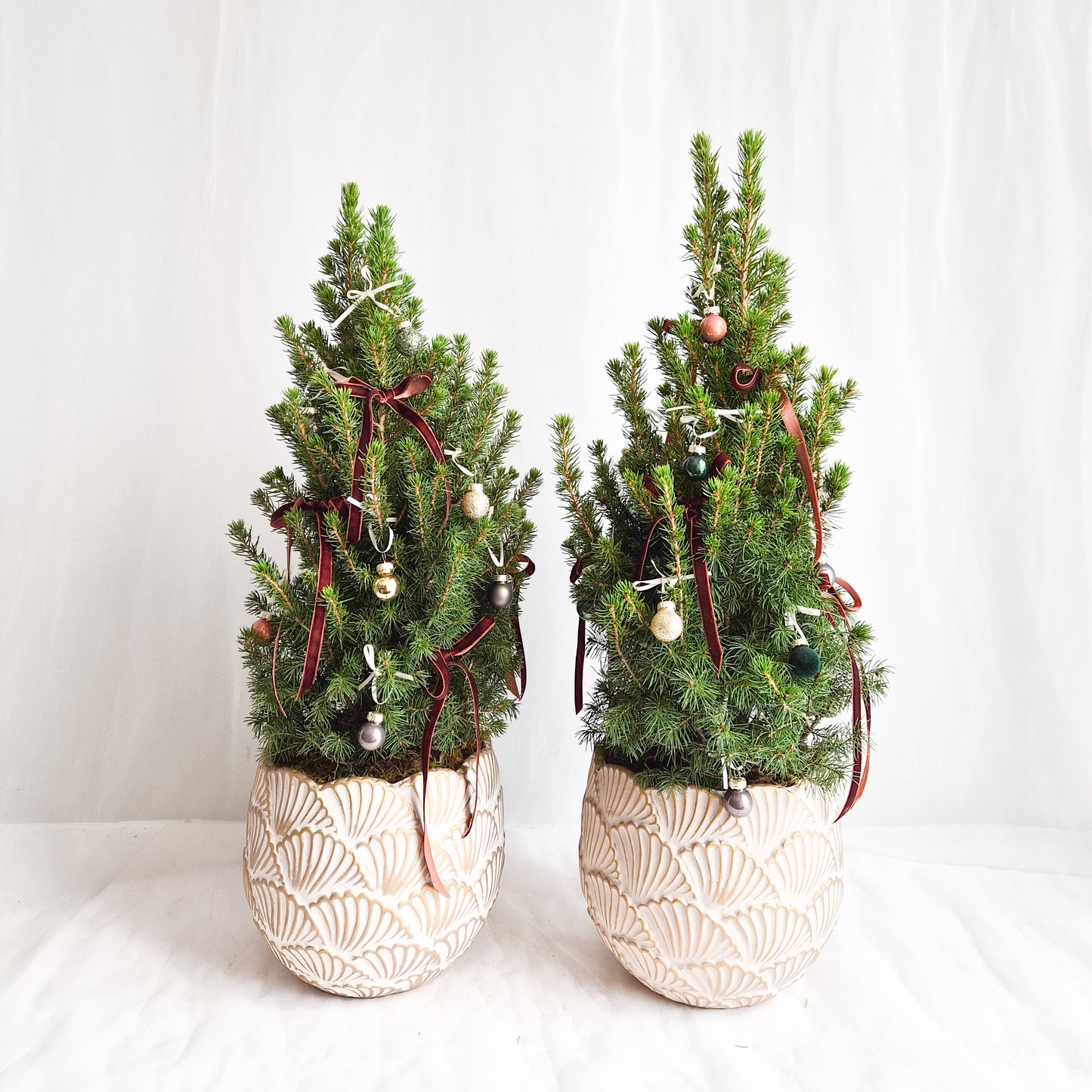 Hot Chocolate 15" Alberta Spruce