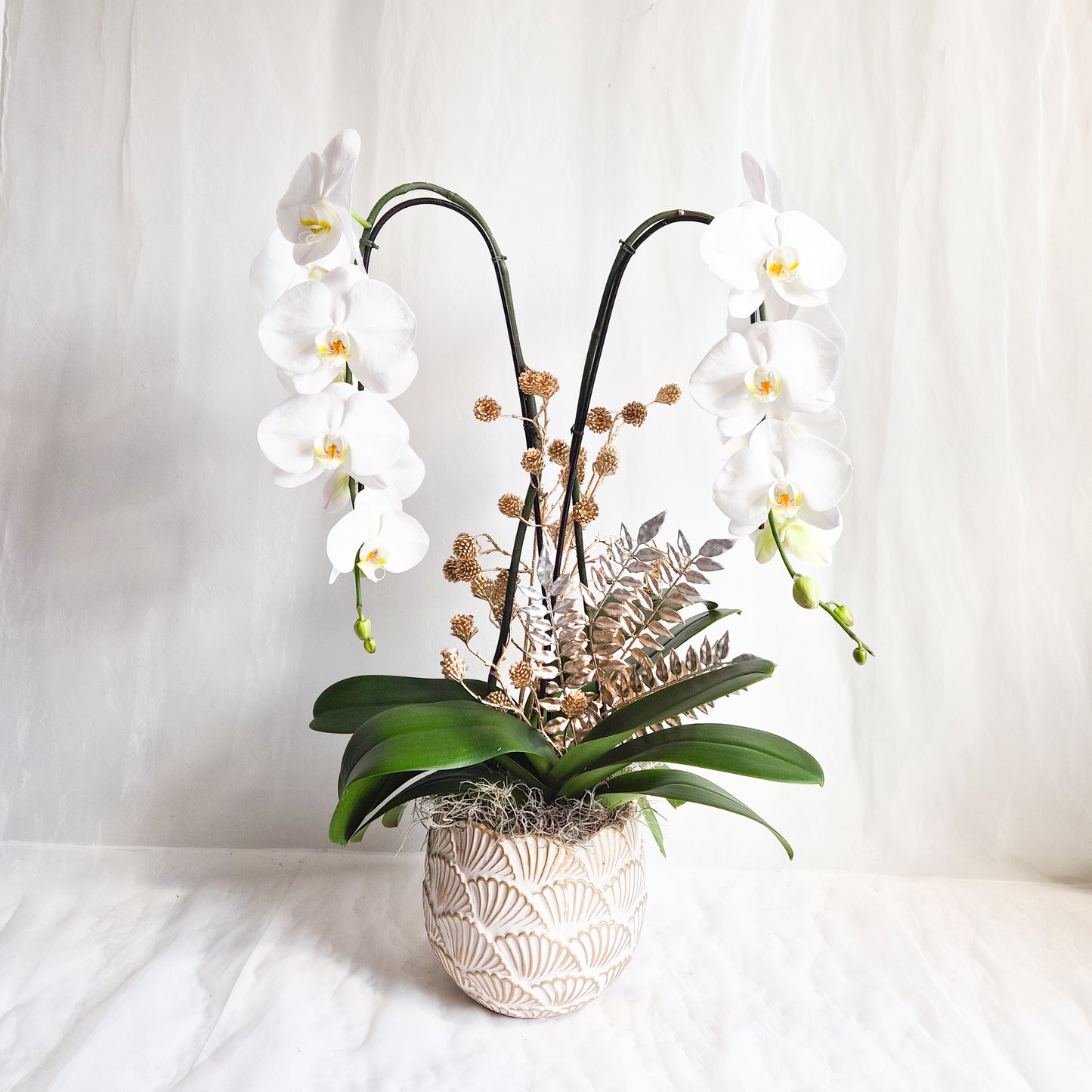 Golden Forest Snow White Double Orchid