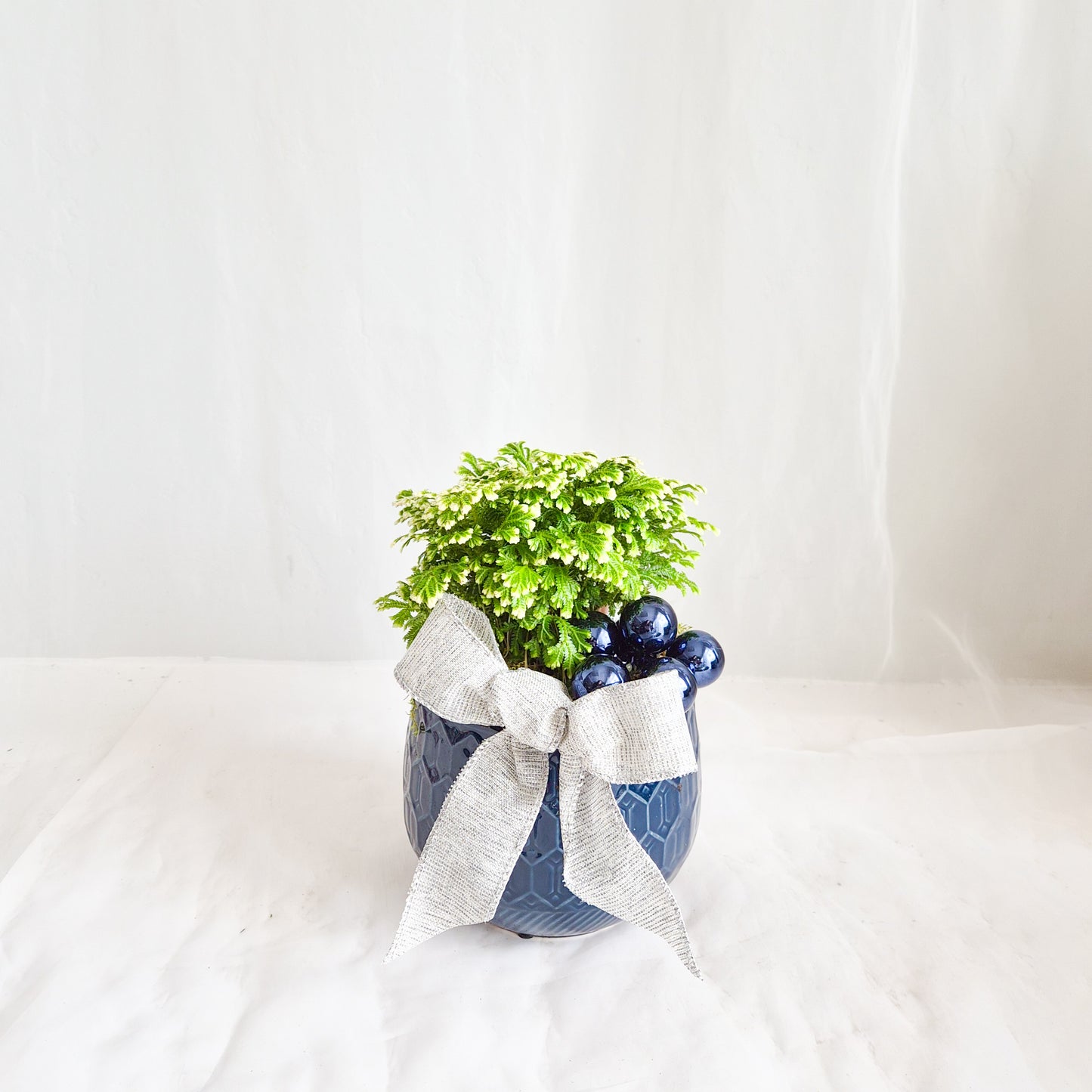 Blue Christmas Frosty Fern