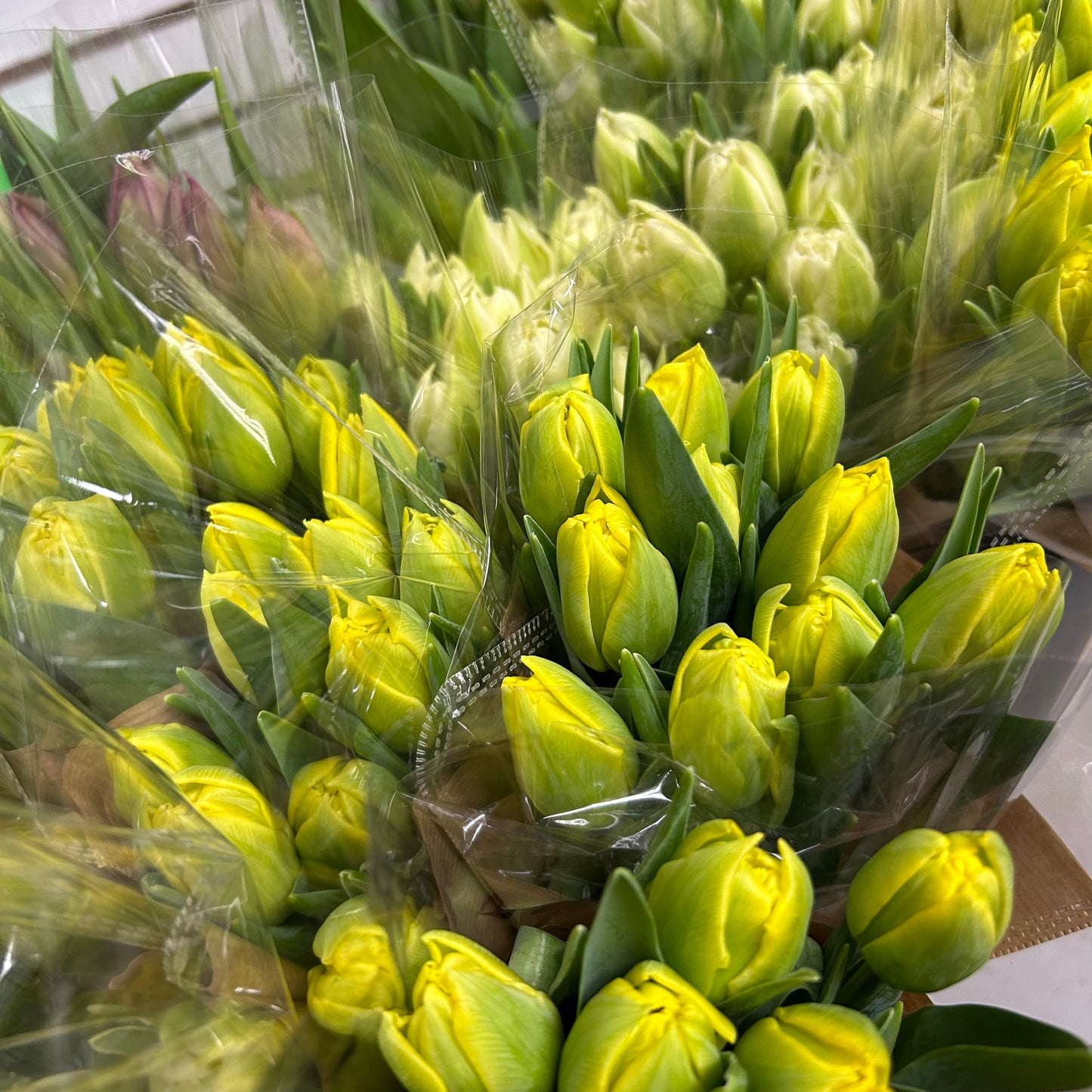 Tulip Bunches