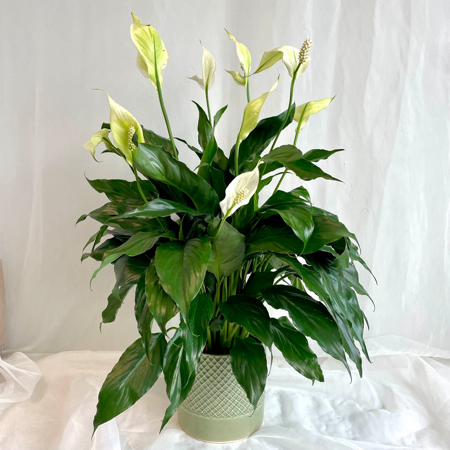 Peace Lily