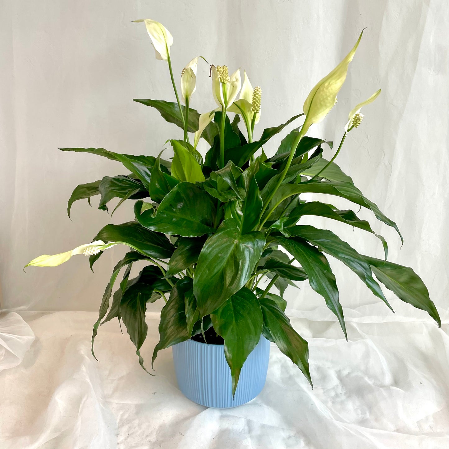 Peace Lily in Ceramic Pot