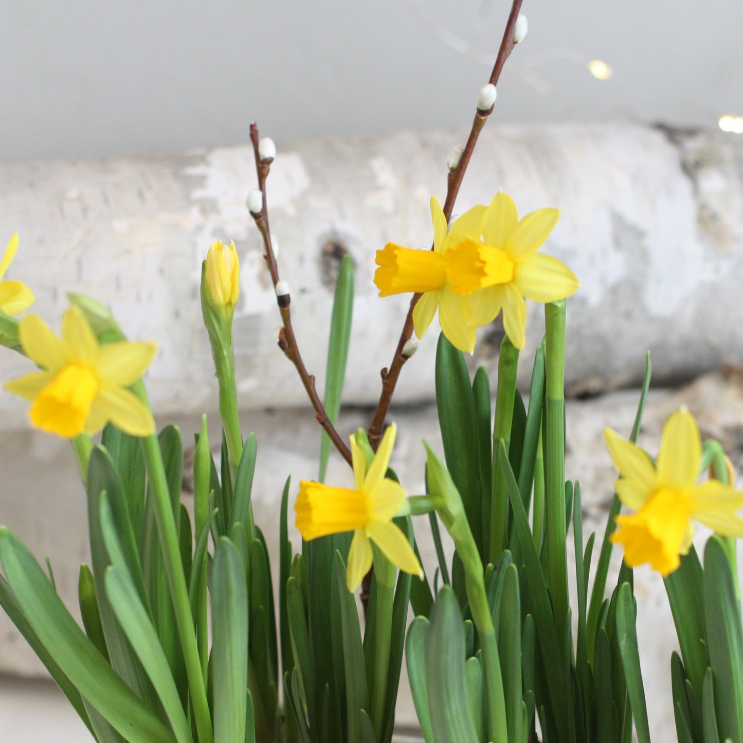Double Mini Daffodil Planter