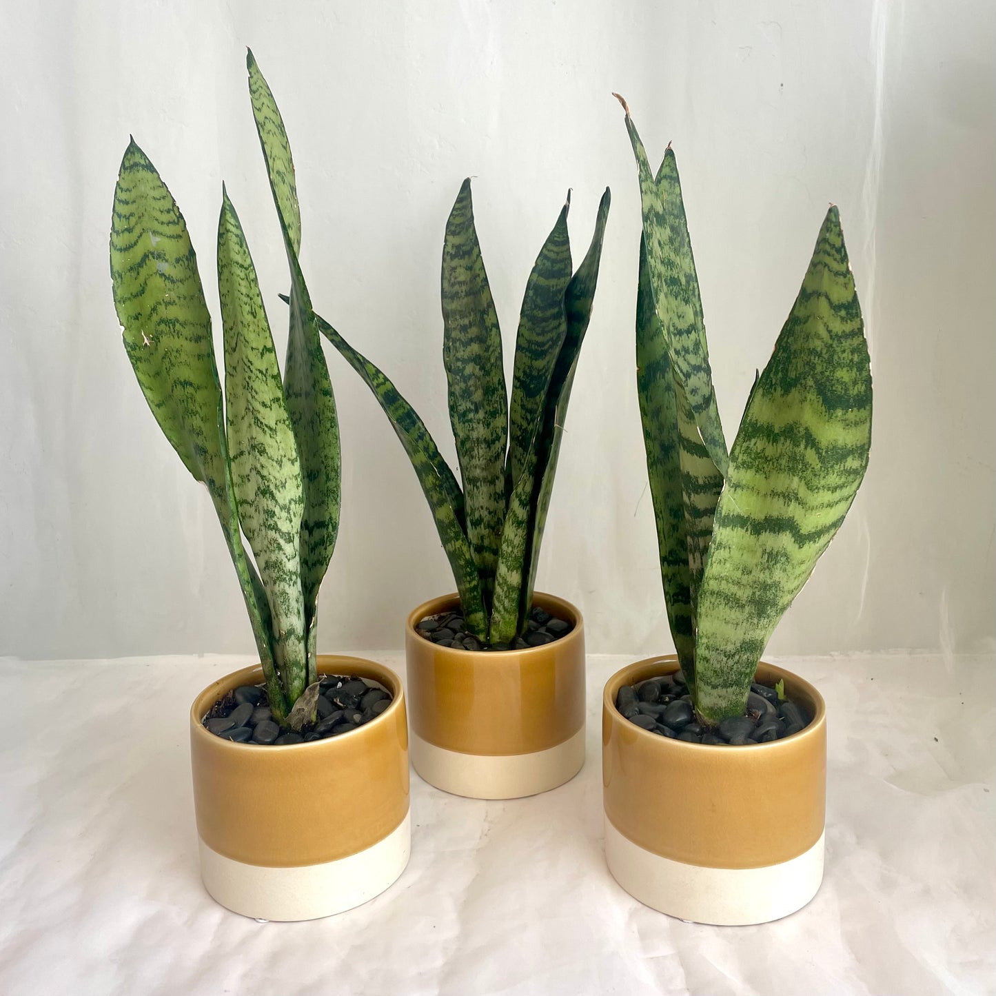 Snake Plant Sansevieria - Glazed Ochre Pot