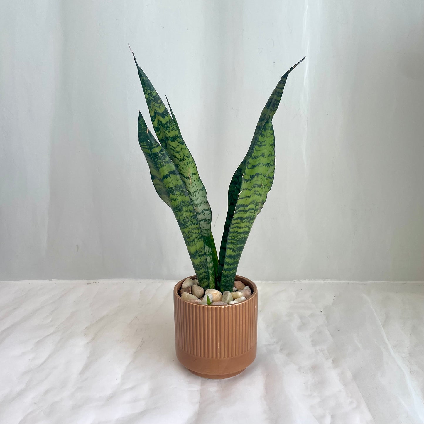 Snake Plant Sansevieria - Autumnal Ribbed Pot