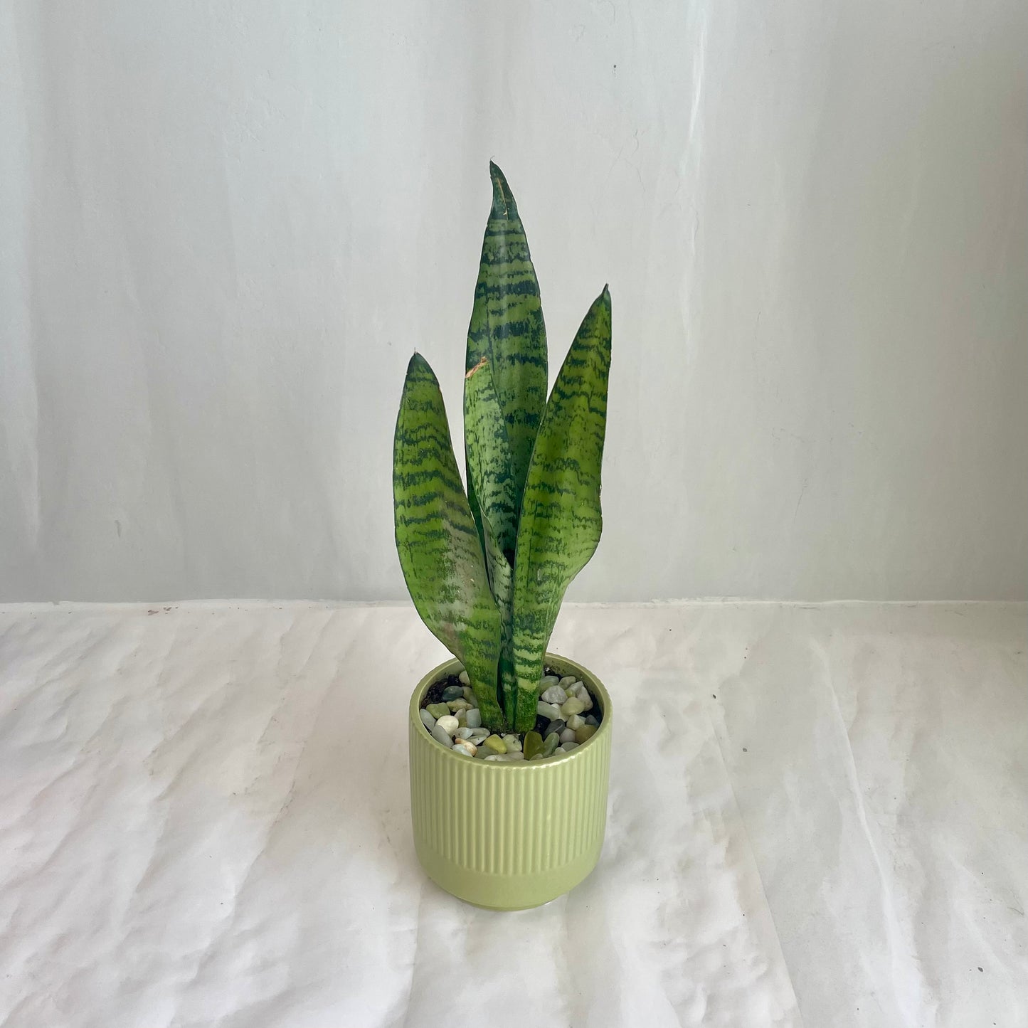 Snake Plant Sansevieria - Autumnal Ribbed Pot