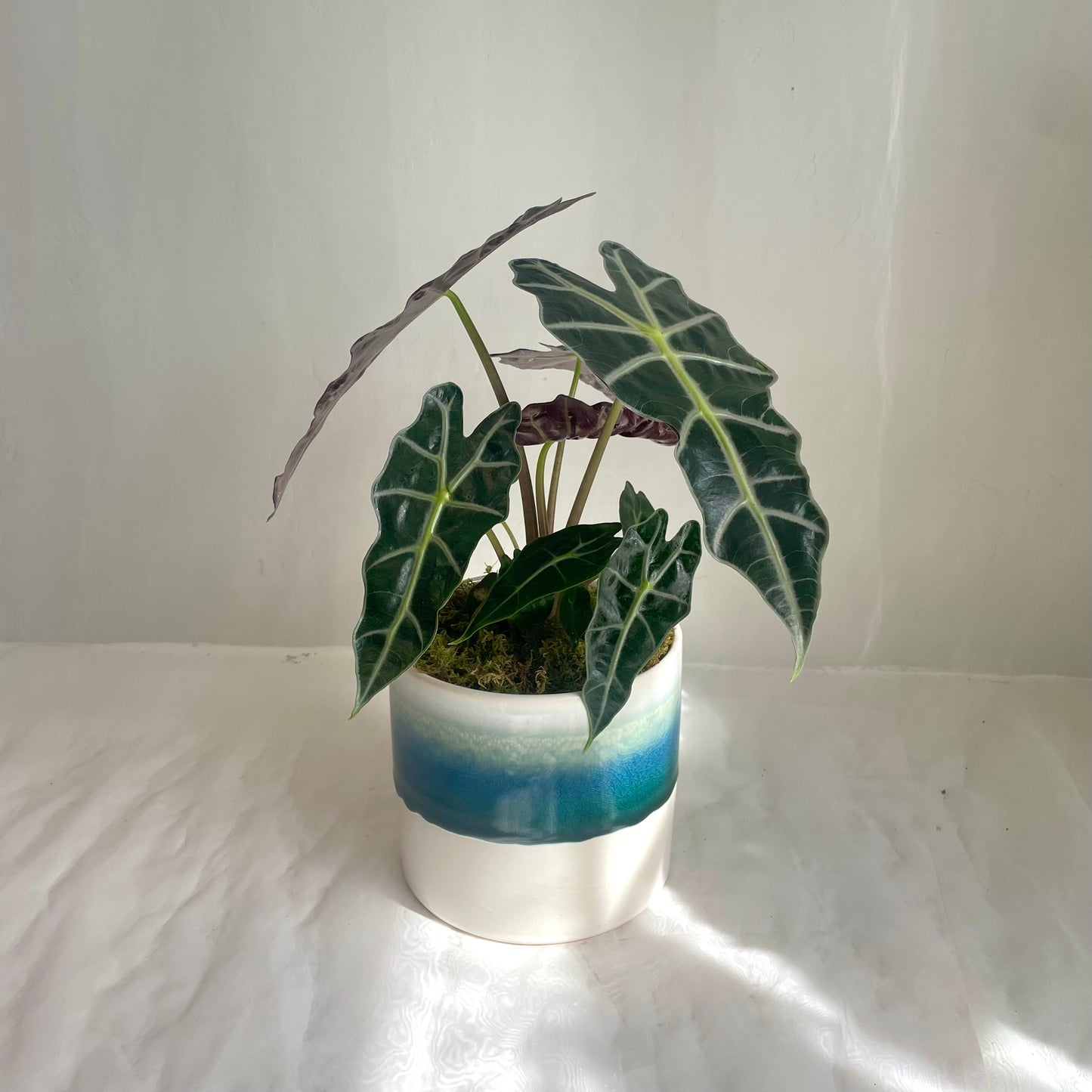 6" Alocasia Plant in Ceramic Pot