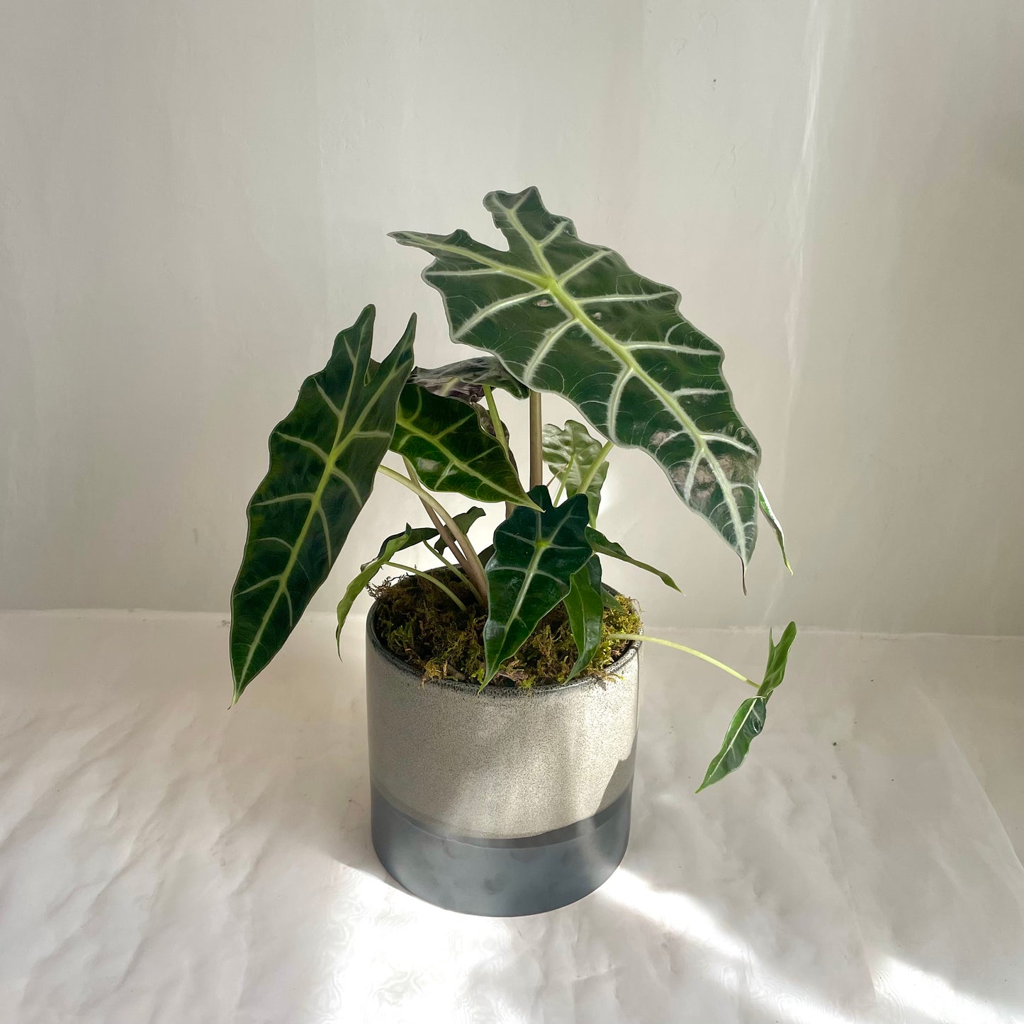 6" Alocasia Plant in Ceramic Pot