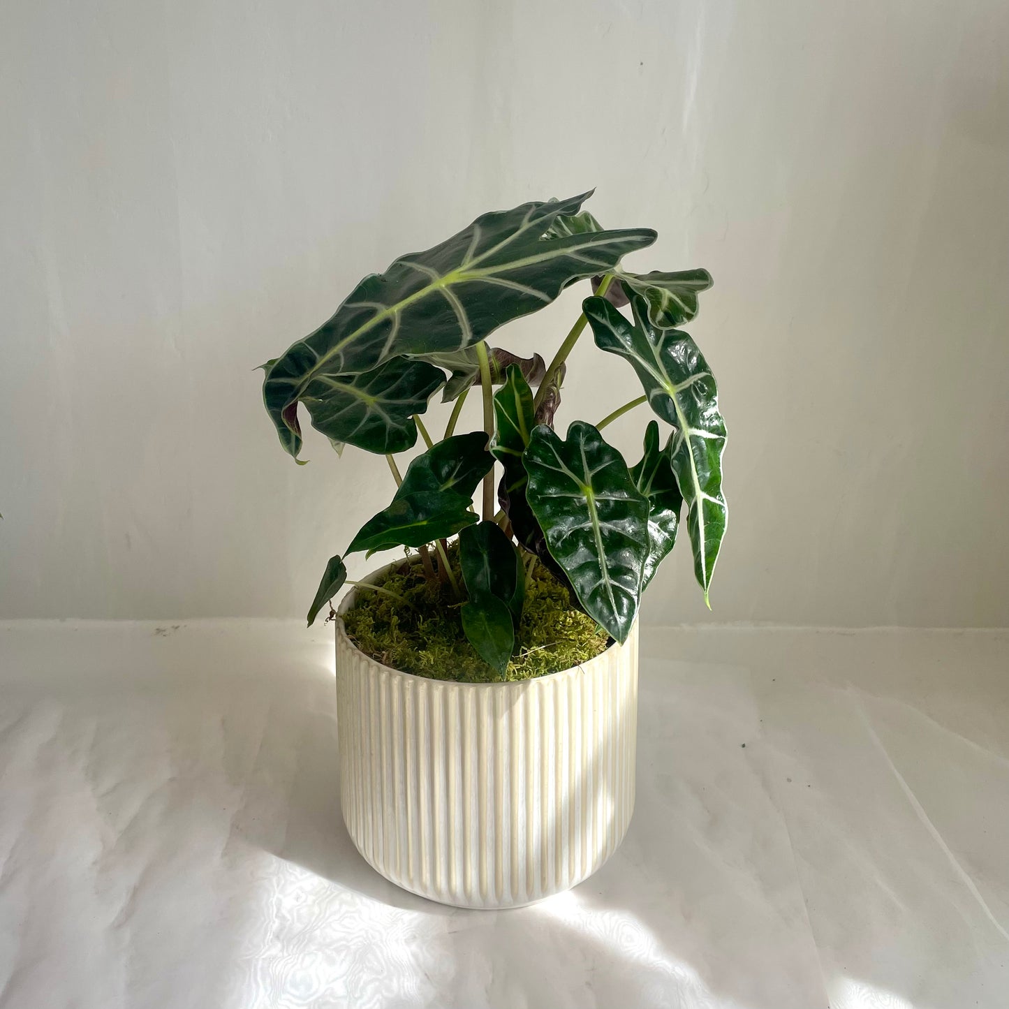 6" Alocasia Plant in Ceramic Pot