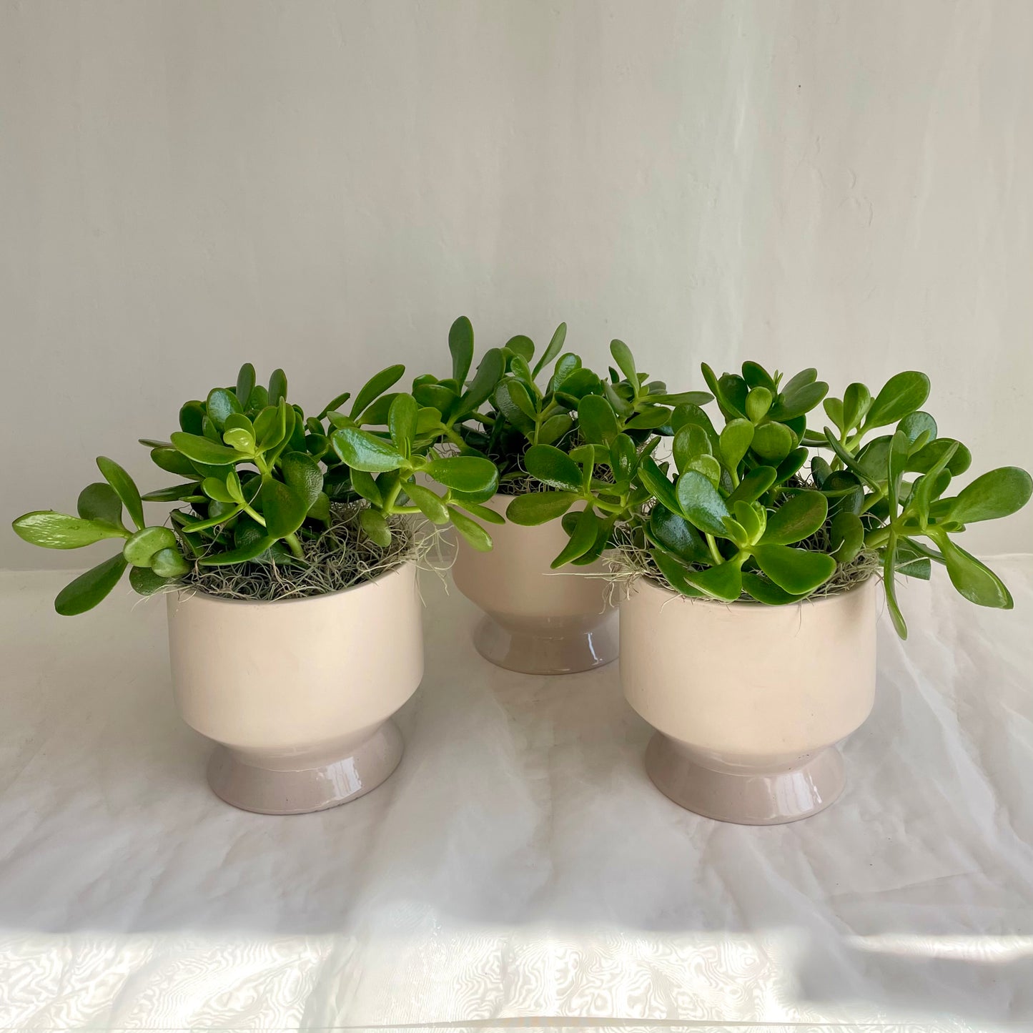 6" Jade Plant in Footed Ceramic Pot