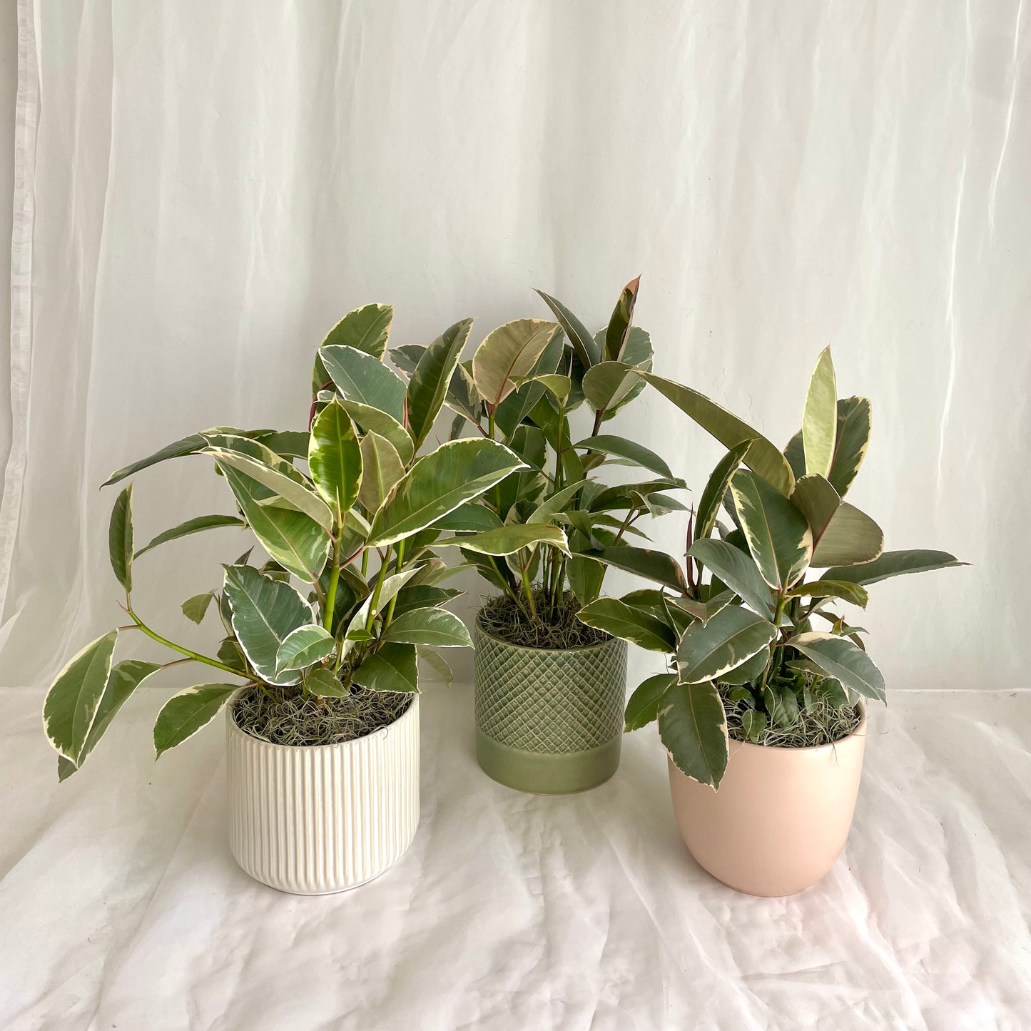 15" Ruby Ficus Elastica in Ceramic Pot