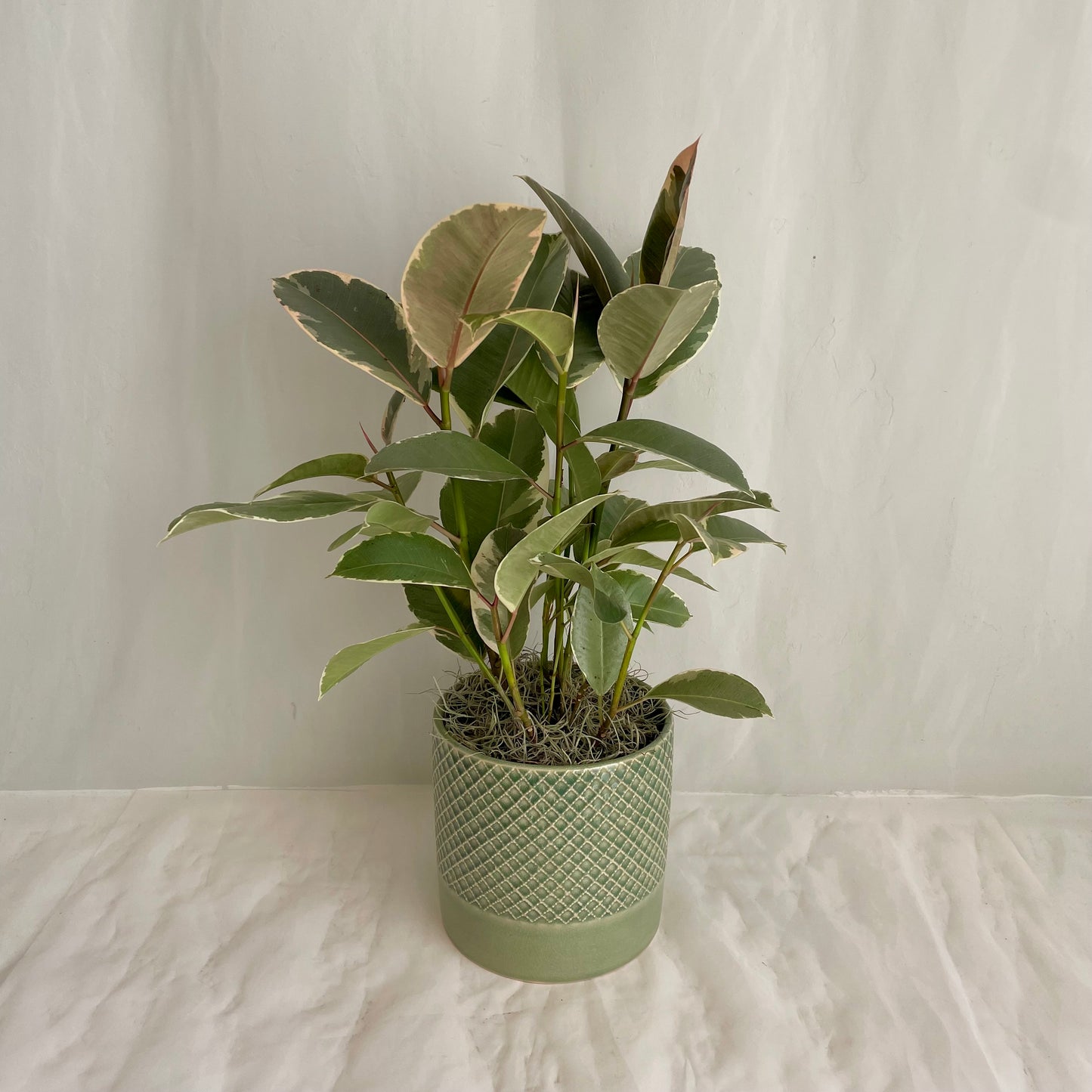 15" Ruby Ficus Elastica in Ceramic Pot