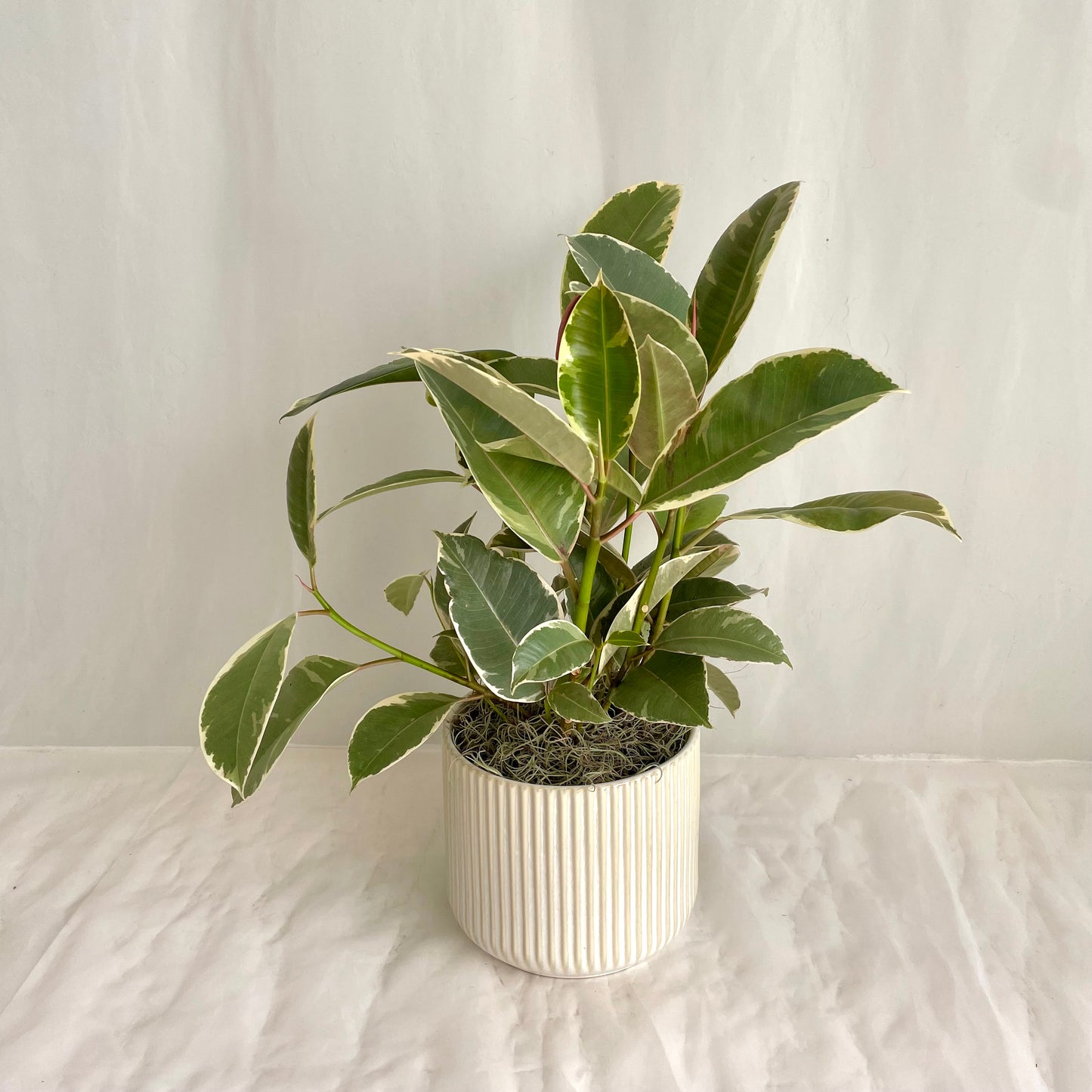 15" Ruby Ficus Elastica in Ceramic Pot