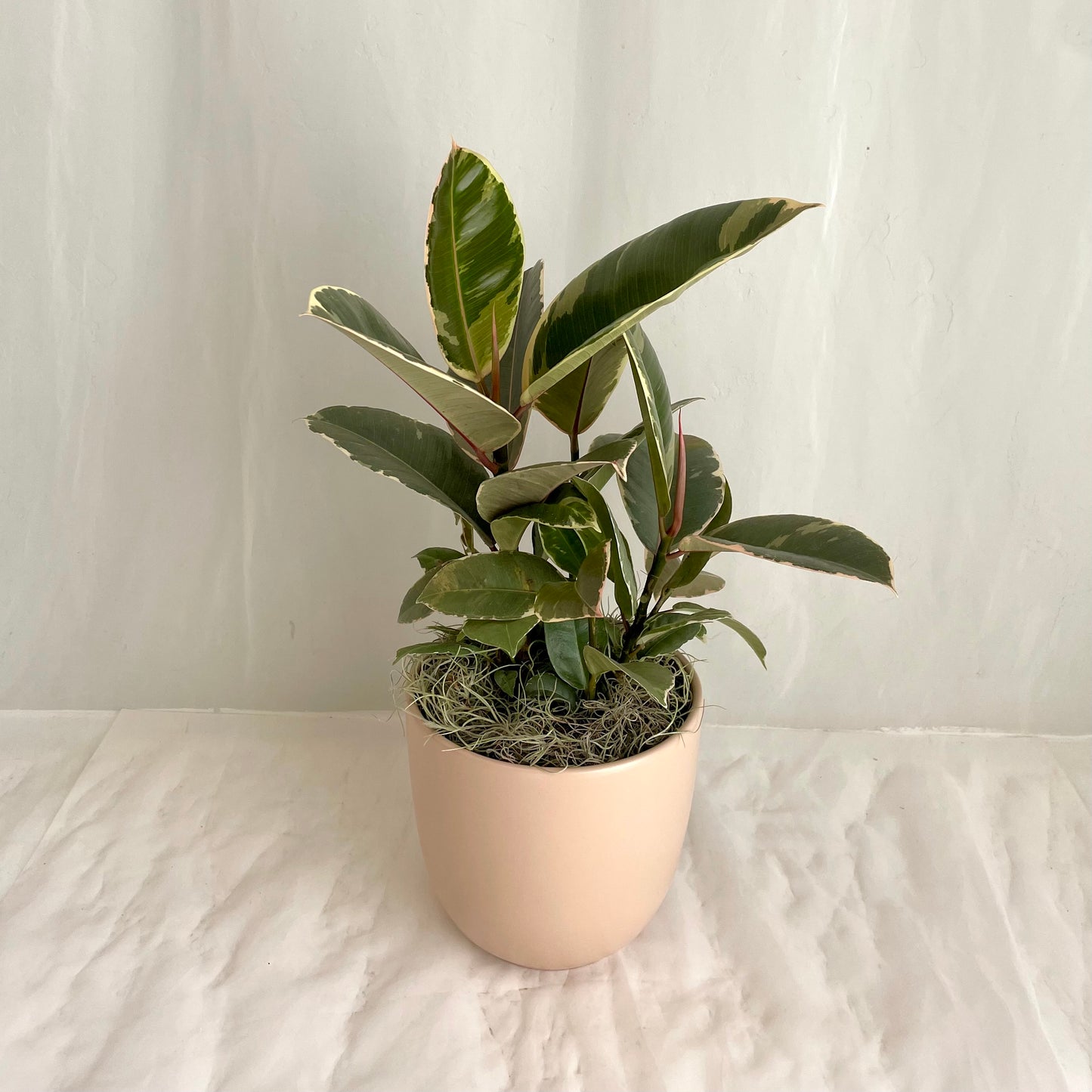 Ruby Ficus Elastica in Blush Ceramic Pot
