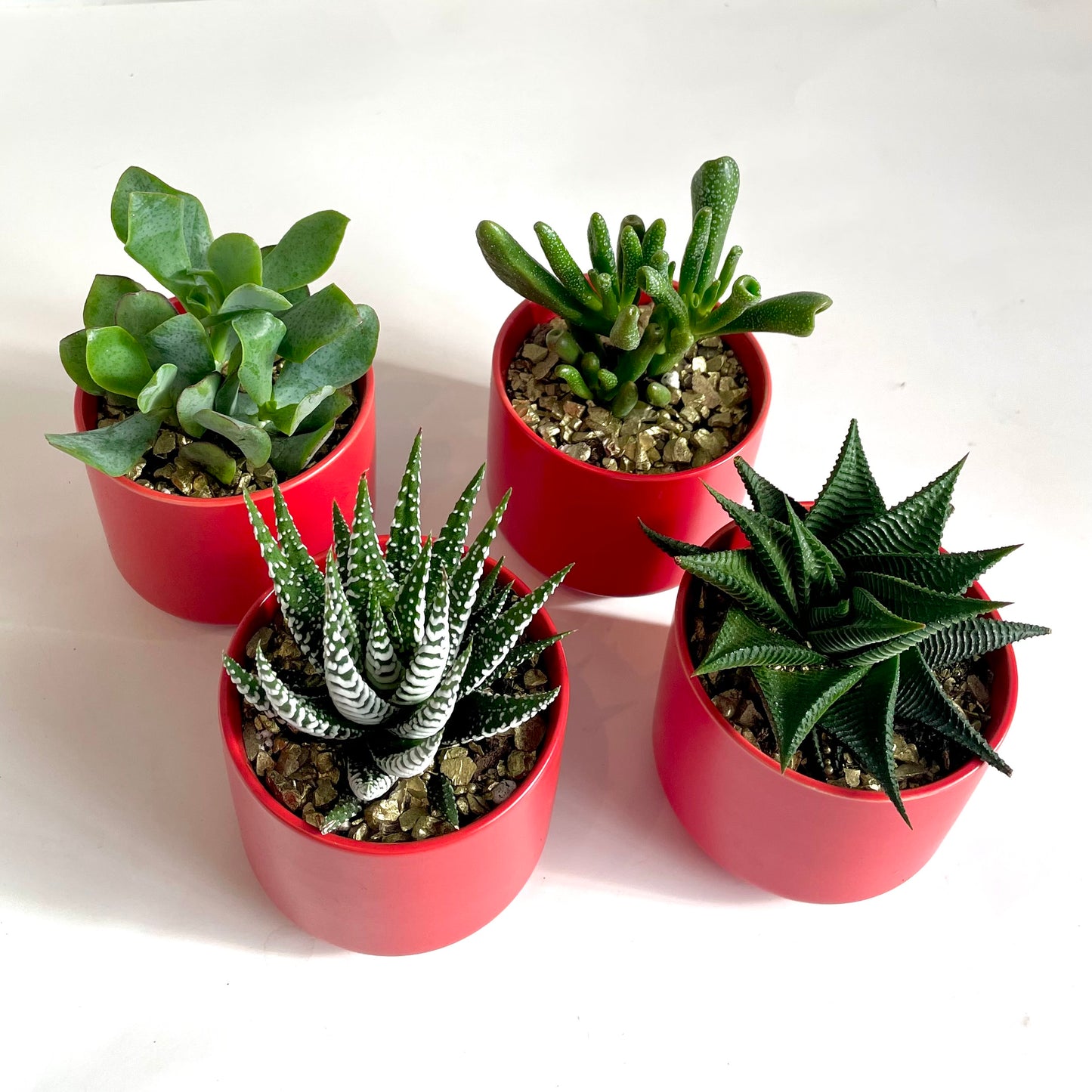 Mini Assorted Succulent in Bright Red Pot