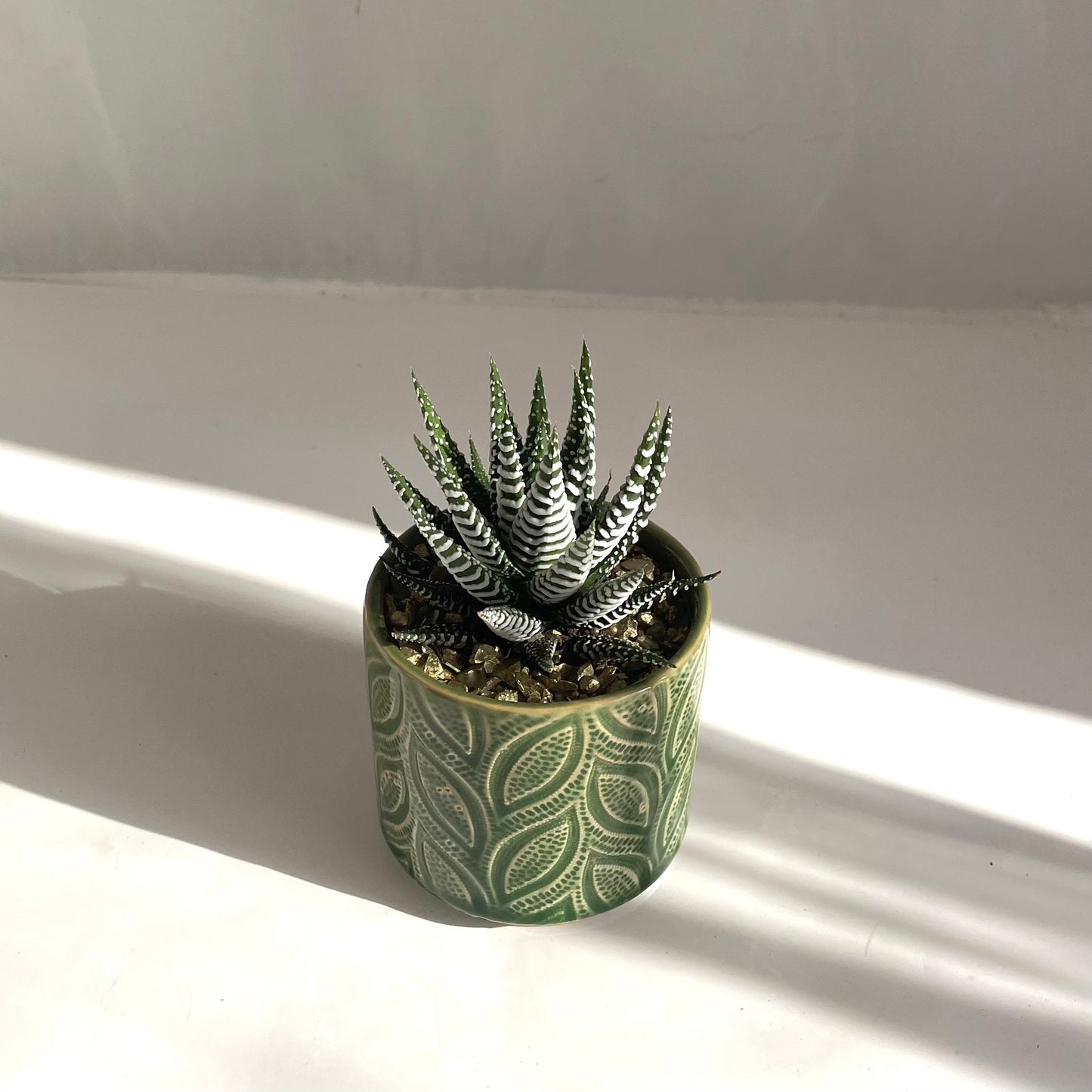 Mini Assorted Succulent in Embossed Green Pot