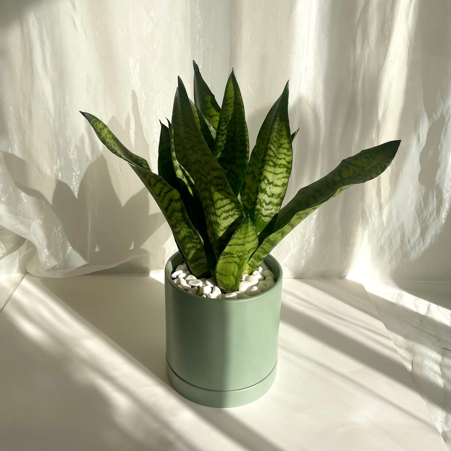 Sansevieria in Sage Green Pot