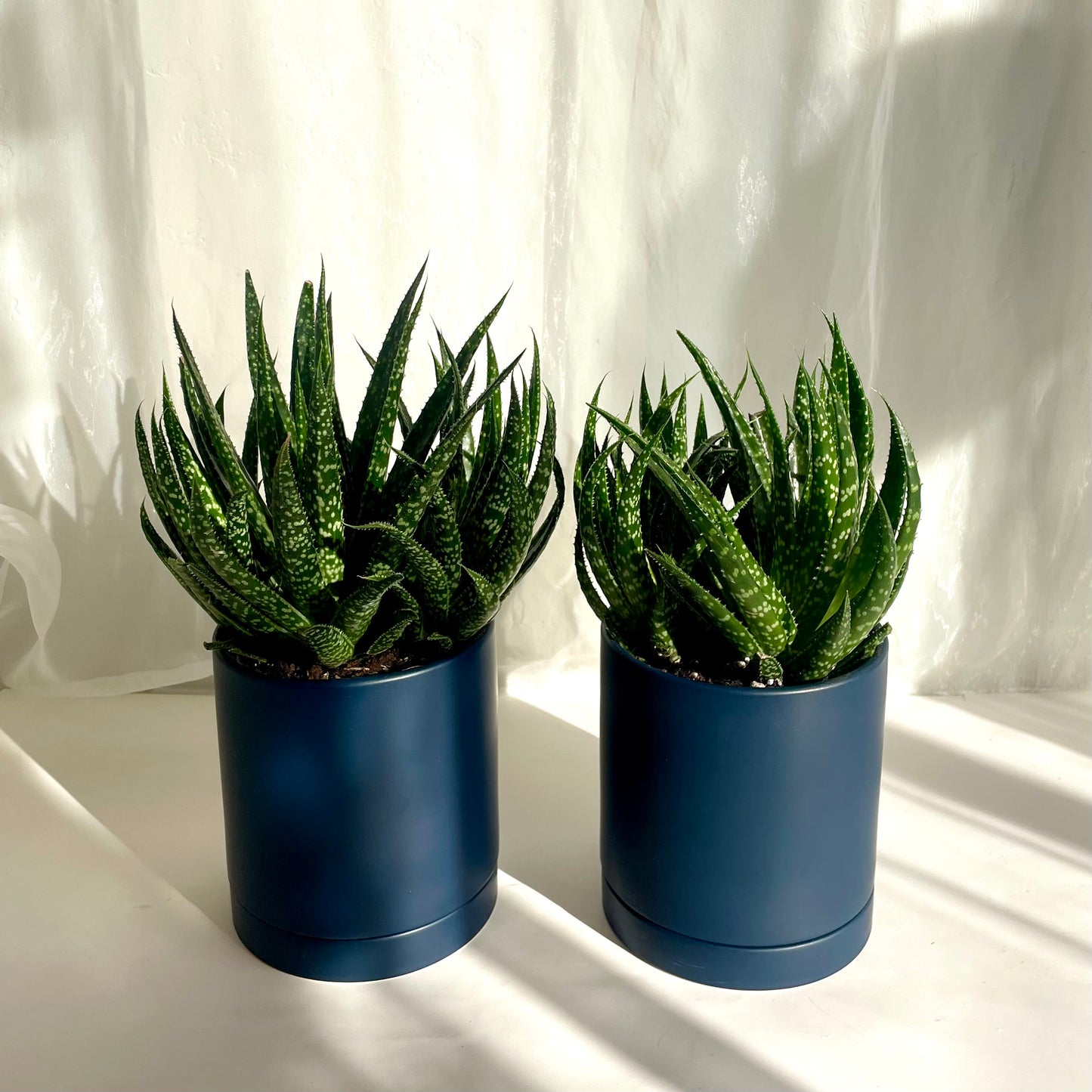 Haworthia Succulent in Dark Blue Pot