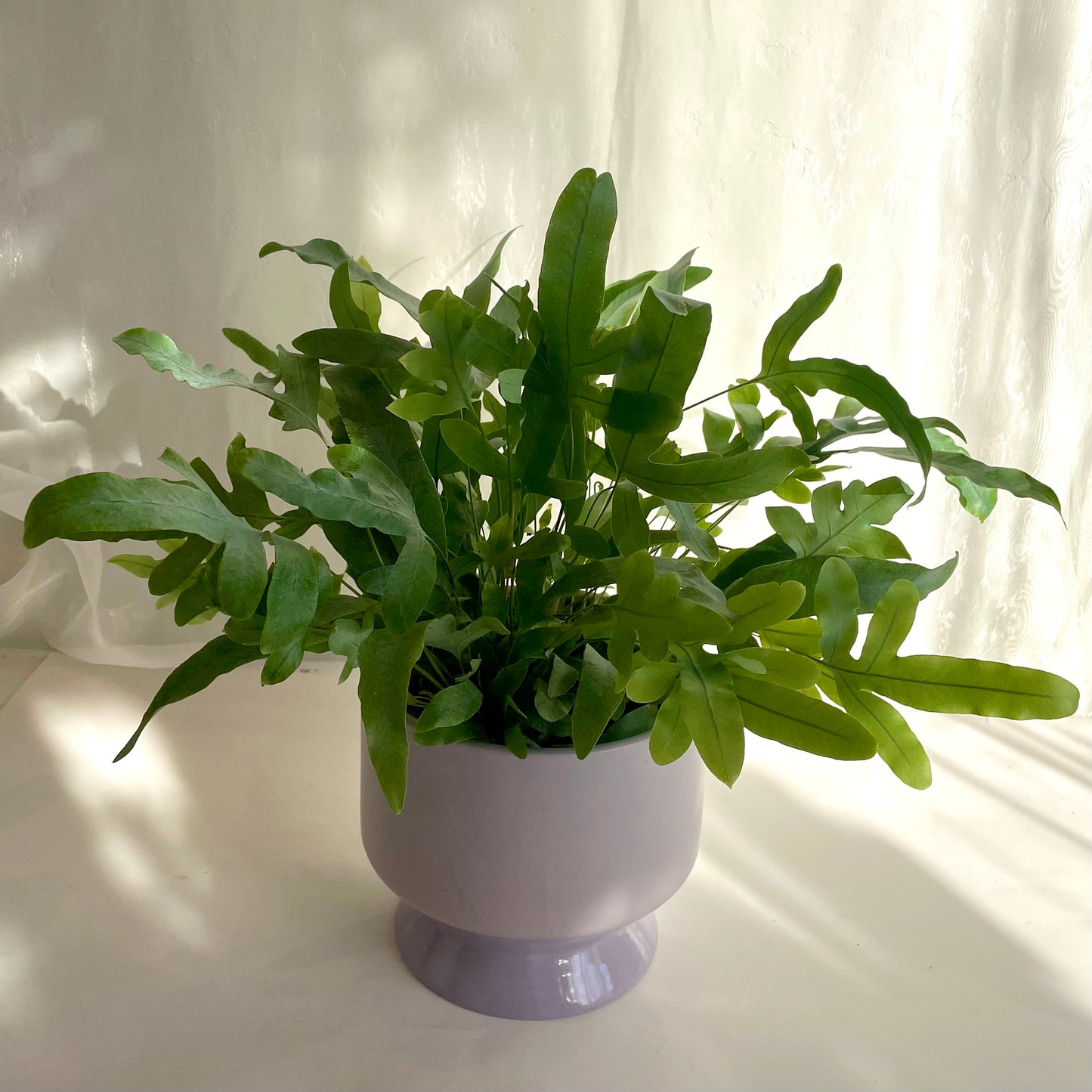 Blue Star Fern in Purple Footed Pot