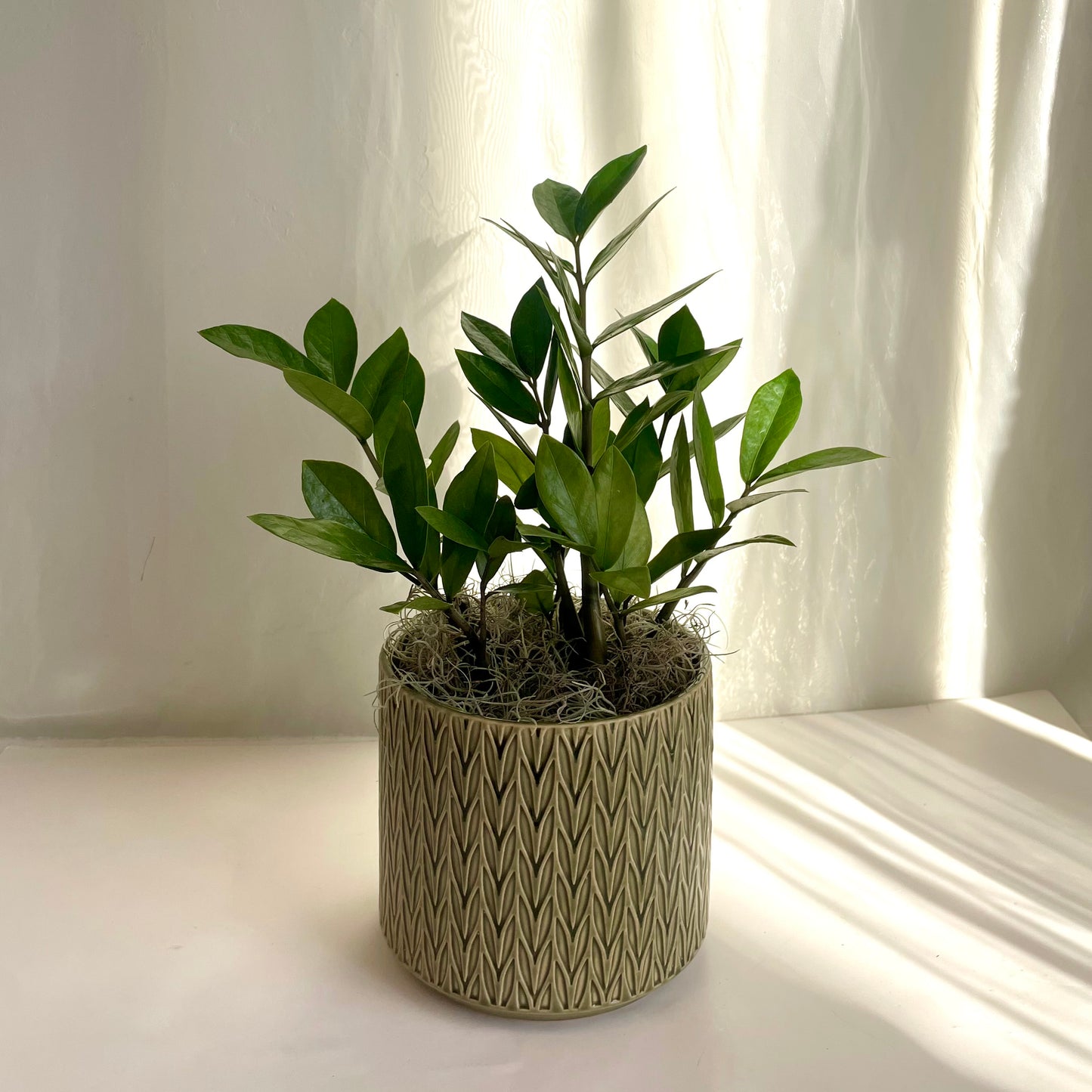 ZZ Plant in Green Embossed Pot