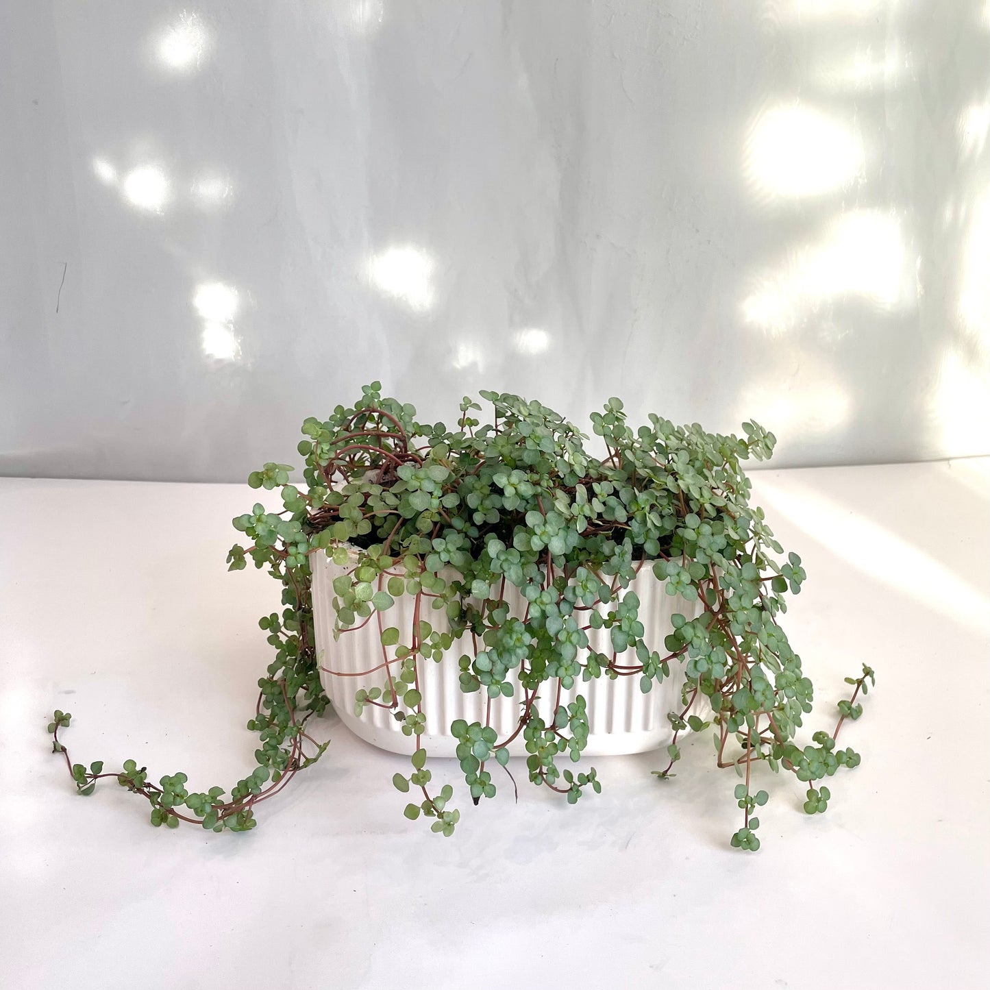 Pilea Aquamarine in White Ribbed Oval Pot