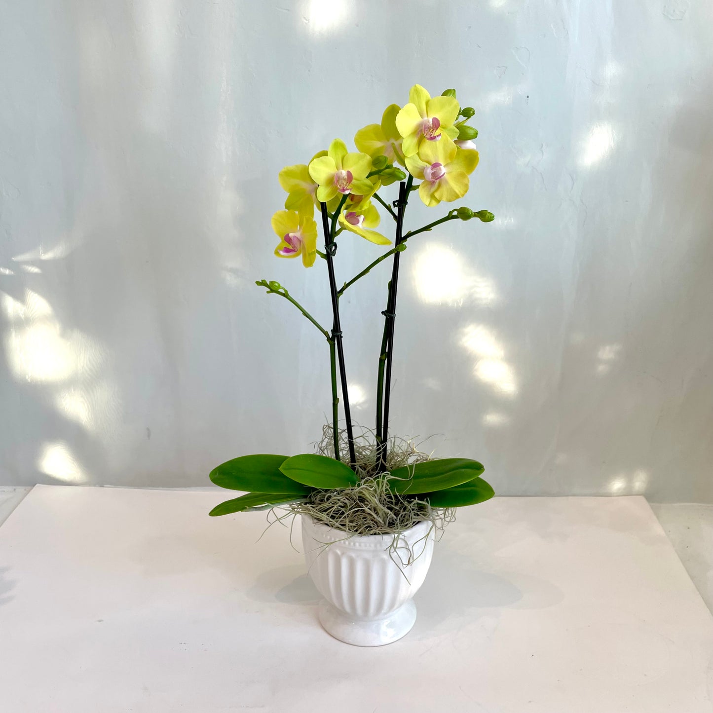 Mini Orchid - Lemon Tart