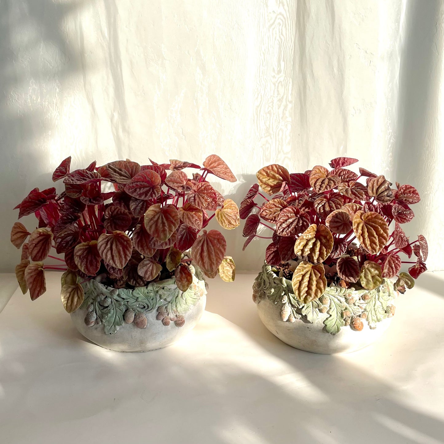 Schumi Red Peperomia in Acorn Pot