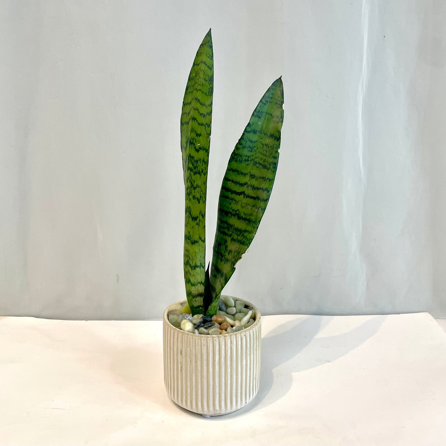 Sansevieria in Cream Ribbed Pot