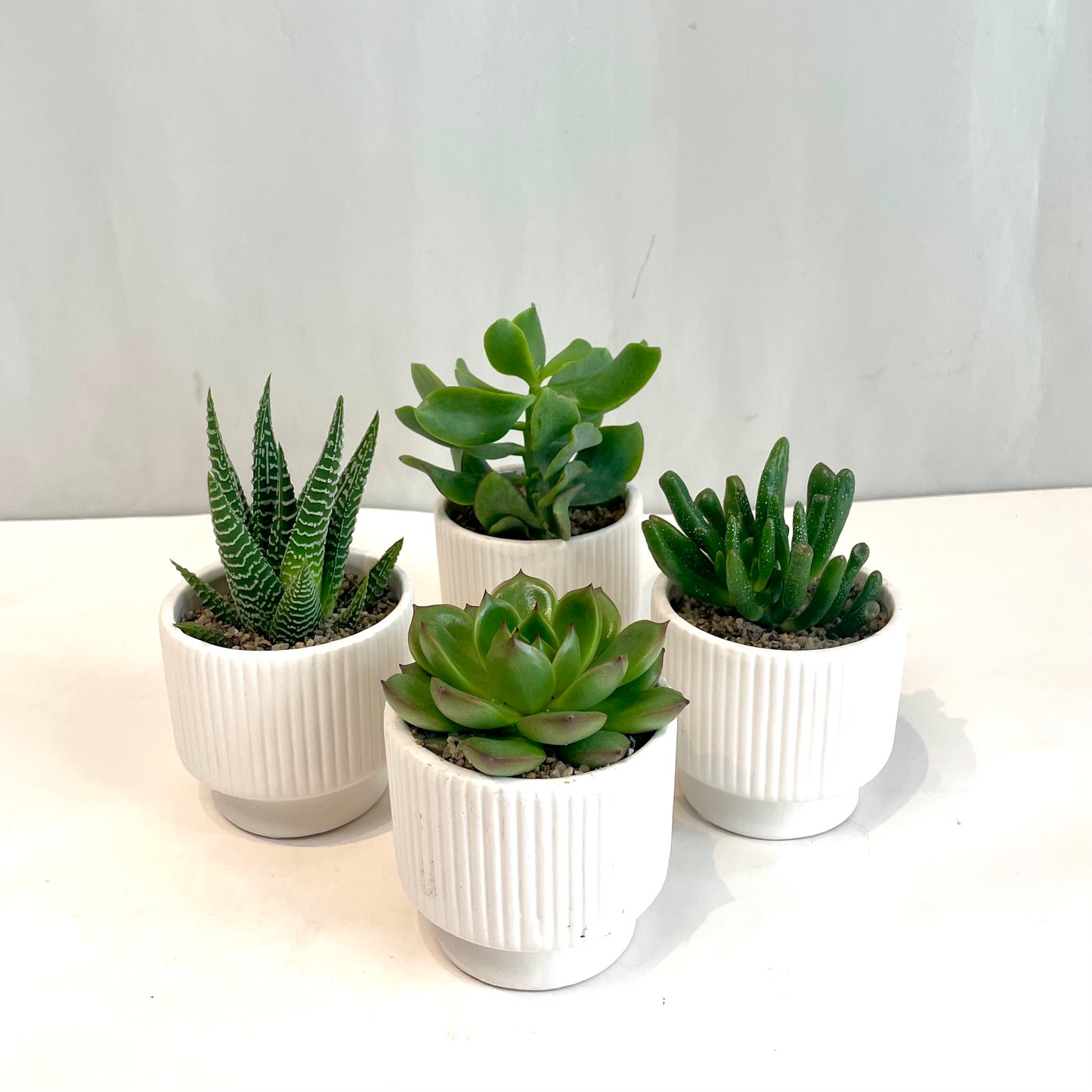 Mini Assorted Succulent in White Ribbed Pot