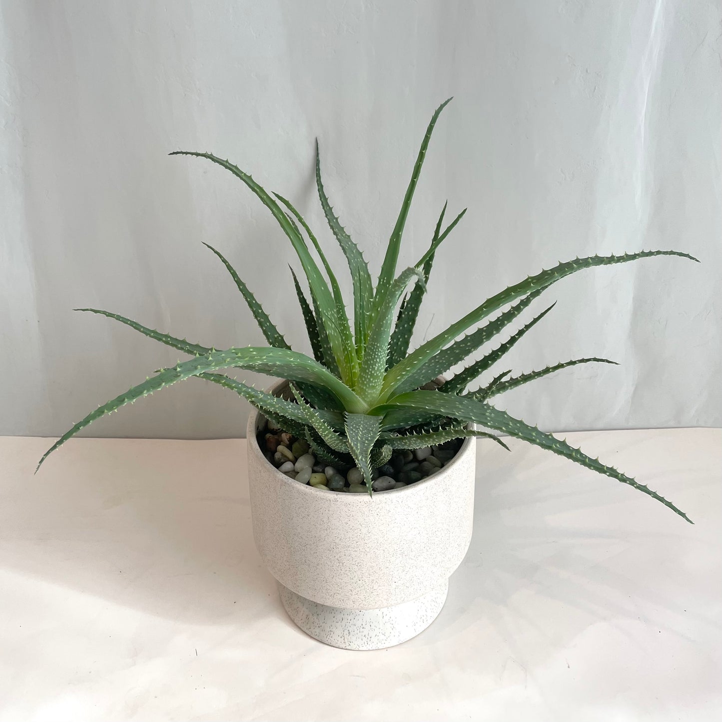 Succulent in Footed Stoneware Pot