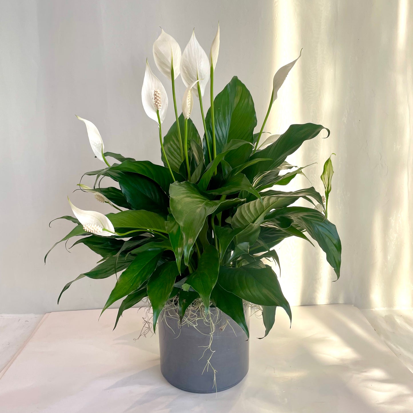 Peace Lily in Grey Glazed Ceramic Pot