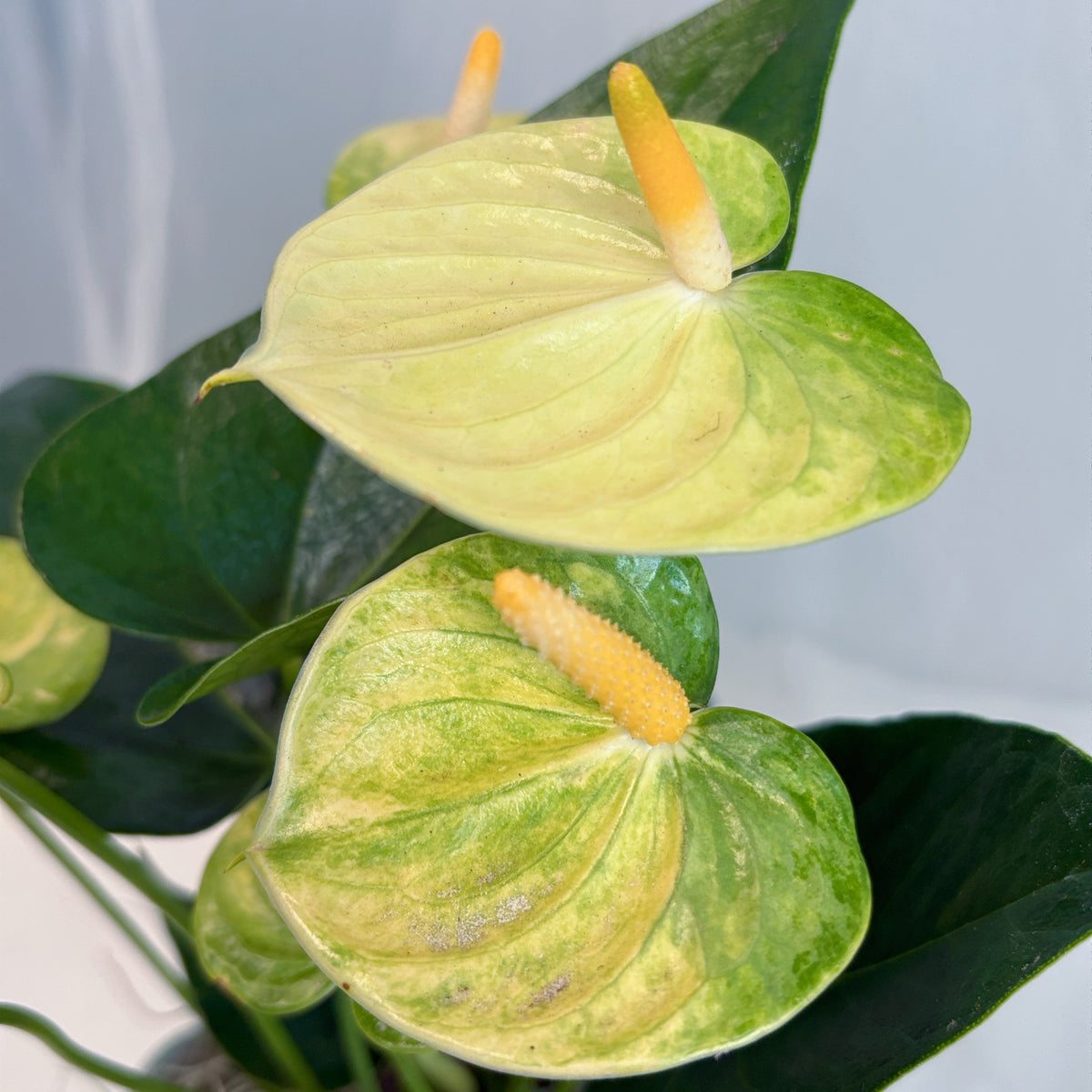 Butter Yellow Anthurium in Sage and White Striped Pot